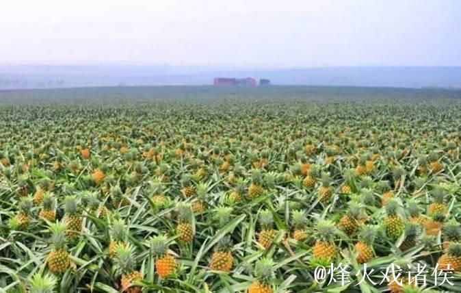 深度解析大菠萝视频的多元魅力与未来发展